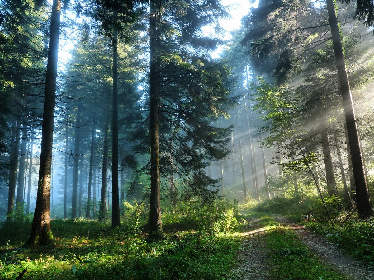 Vipassana in Trimurti Czech Republic